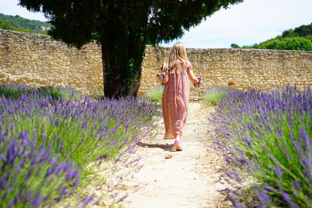lavender_july